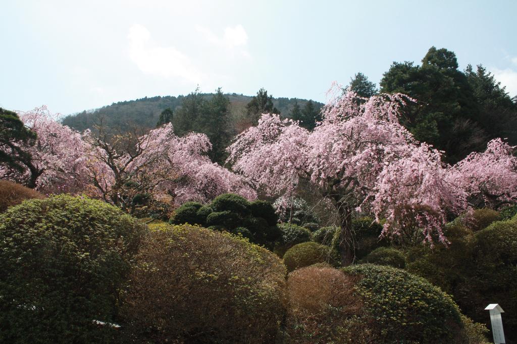 Hakone Kowakien Miyamafurin Ξενοδοχείο Εξωτερικό φωτογραφία